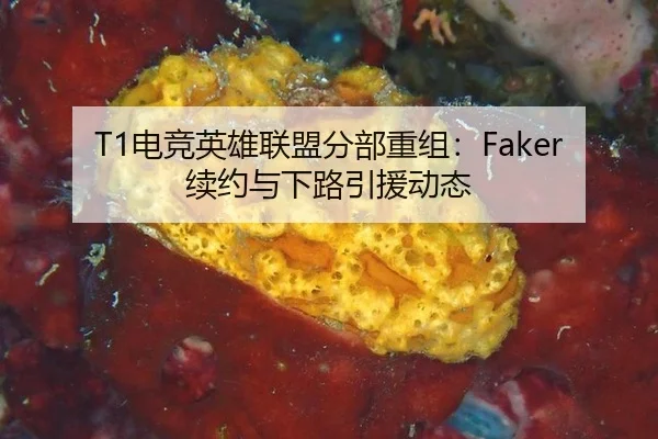 T1电竞英雄联盟分部重组：Faker续约与下路引援动态